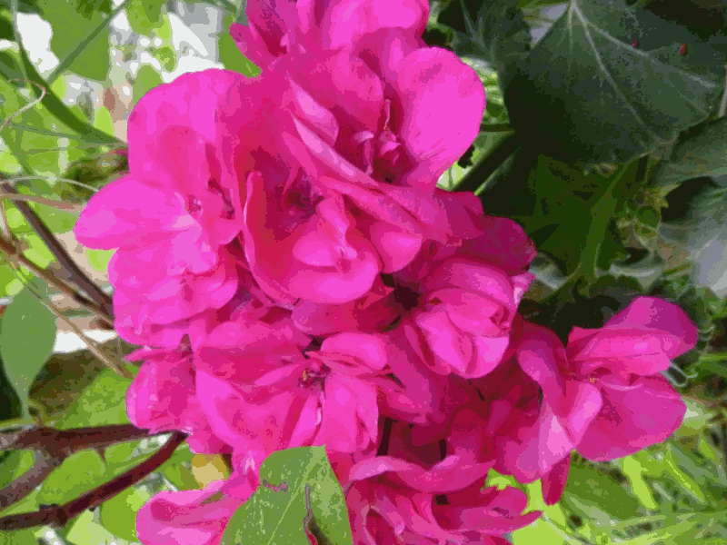 Geranio-Geranio fiori